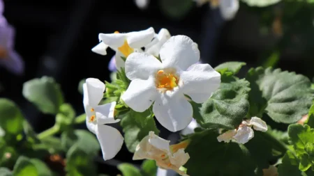 Bacopa Monnieri Nedir, Faydaları Nelerdir