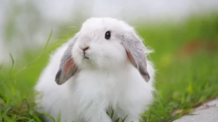 Tavşan Eti Yenir mi, Tavşan Etinin Faydaları Nedir